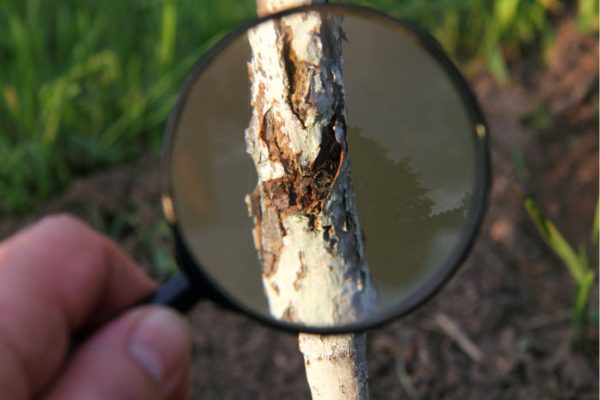 Lantra Basic Tree Survey and Inspection TSI01